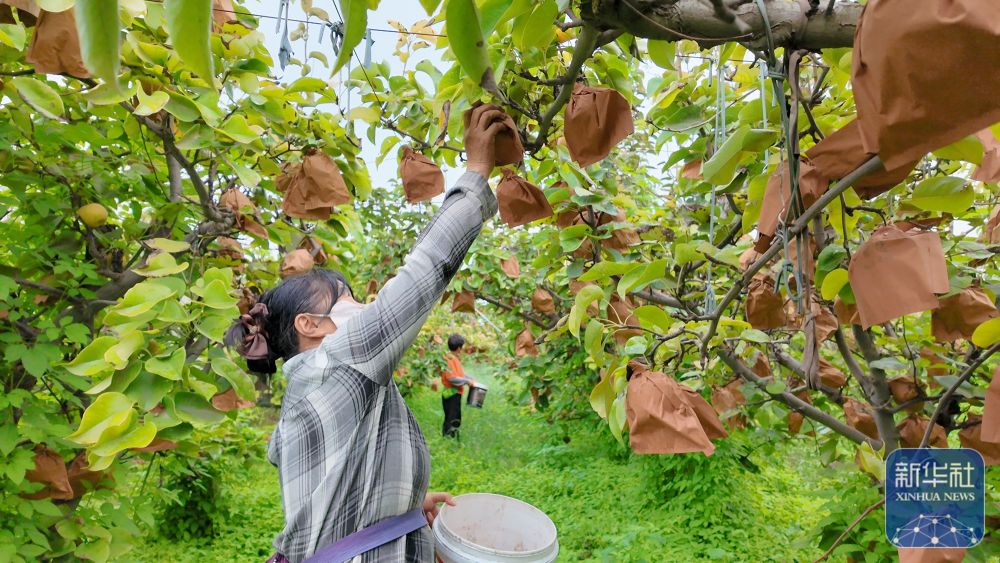 河南范县：金秋蔬果采摘忙
